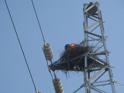 驅鳥3.jpg 驅鳥3.jpg